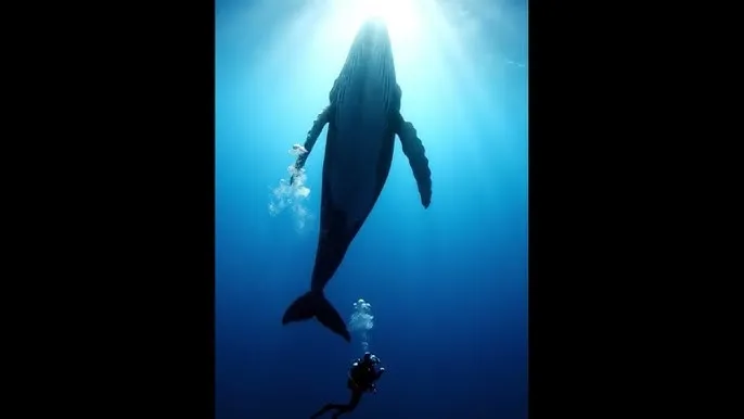 世界微尘里电视剧免费观看 - 深蓝星球：探索海洋深处的未知世界